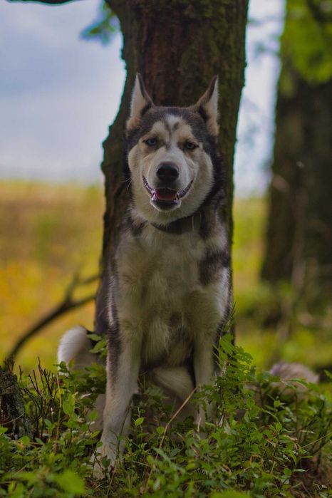 Hodor 5-miesięczny szczeniak husky szuka aktywnego domu