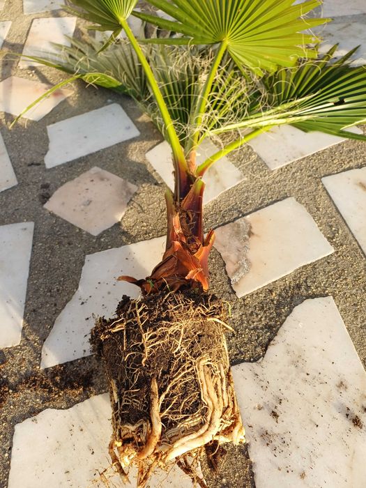 Washingtonia Robusta, entregas Setúbal, a unidade 9 euros, 80 cm alt.
