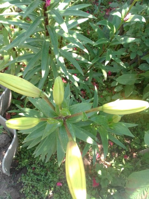 Продам лилии жолтые