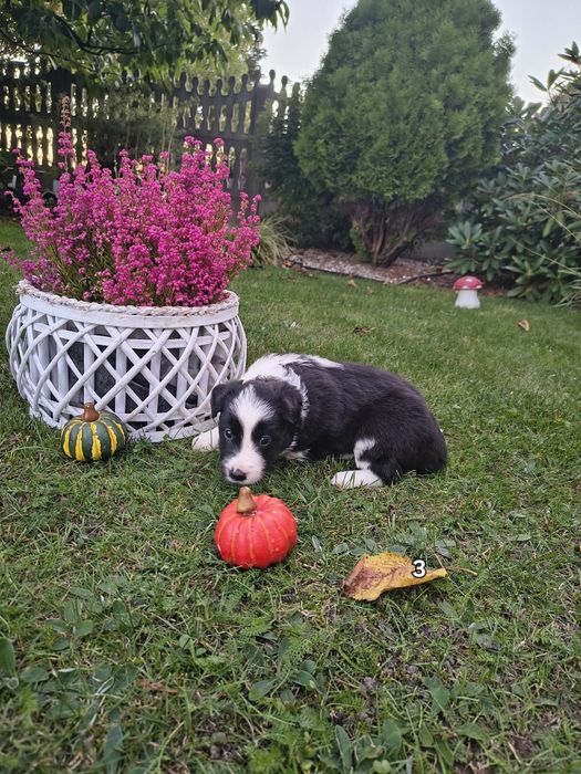 Piesek Border Collie
