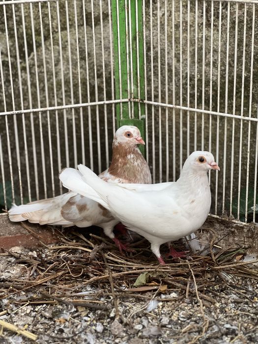 14 Pombos cambalhota portuguesa