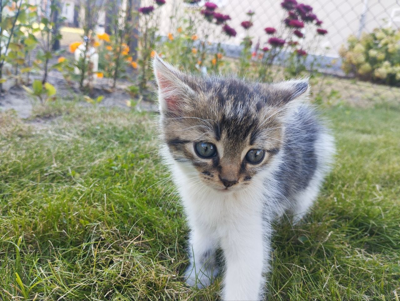 Віддам кошенят в добрі руки