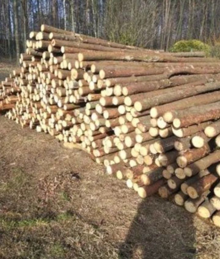 Stemple różne długości 3m 4metry kołki sosnowe