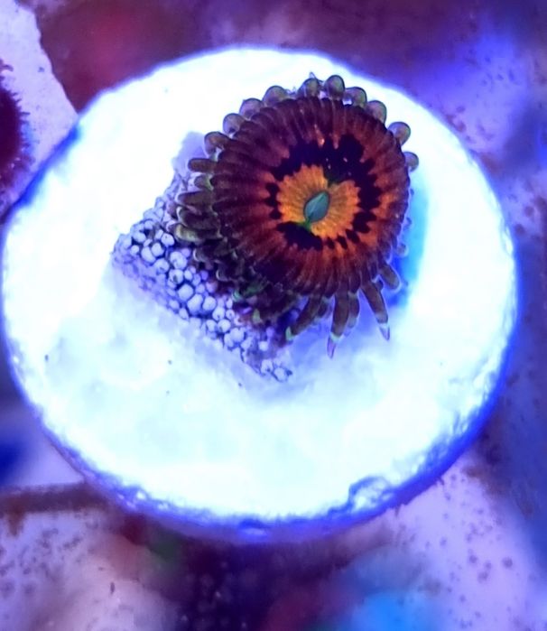 Polip koralowiec zoanthus Rainbow incinerator do akwarium morskiego