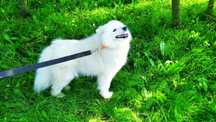 Samoyed samojed hodowla pokolenie FCI z dokumentami