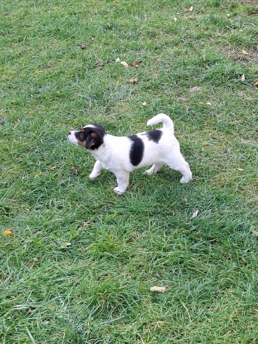 Jack Russell Terrier - Sunia