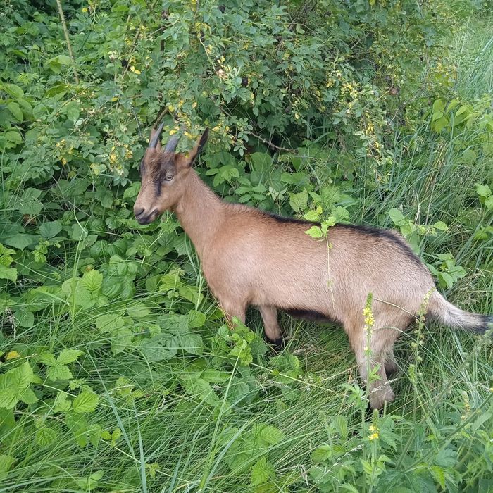 Продам кізоньку-альпійку Рогачика