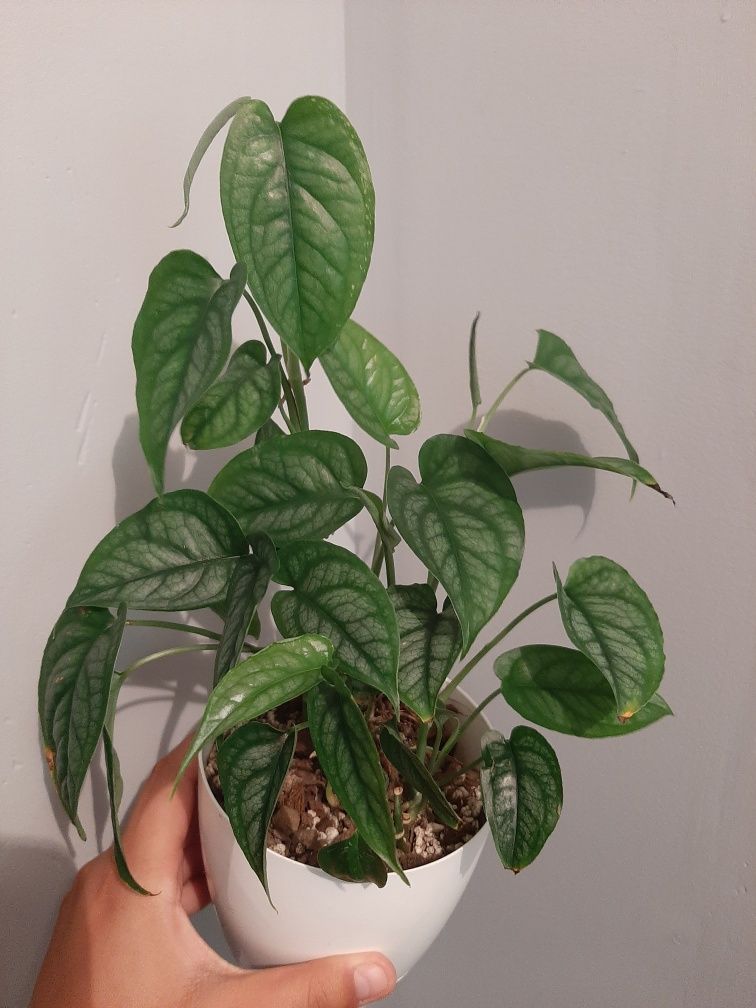 Monstera siltepecana