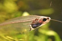 Sum Szklisty,Sum Kiryśnik,Clarias,Arlekin,Platidorus TINA ZOO Zabrze