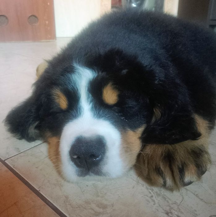 Berneński Pies Pasterski ZHPR UCI FCI