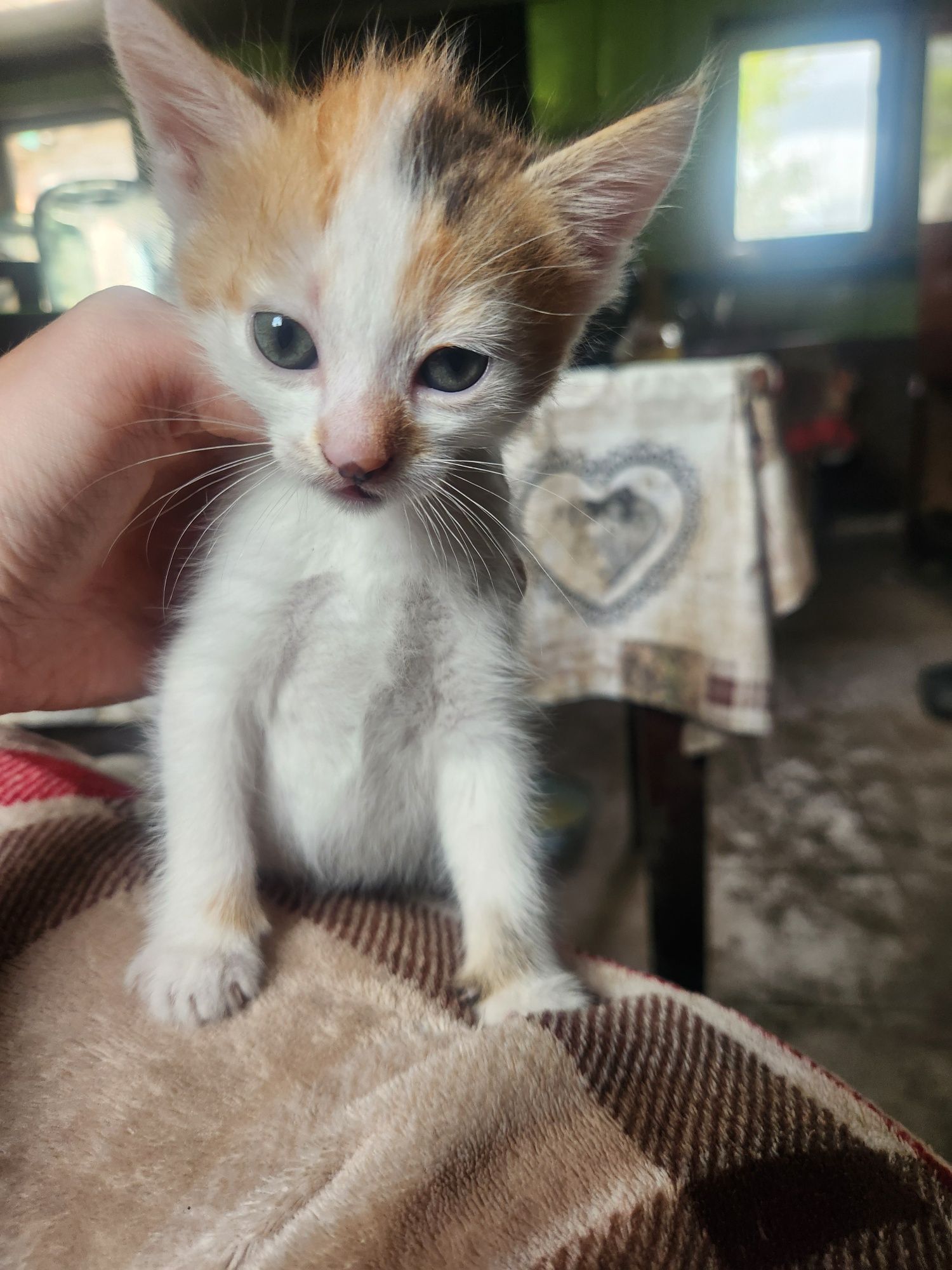 Віддам кошенят, безкоштовно