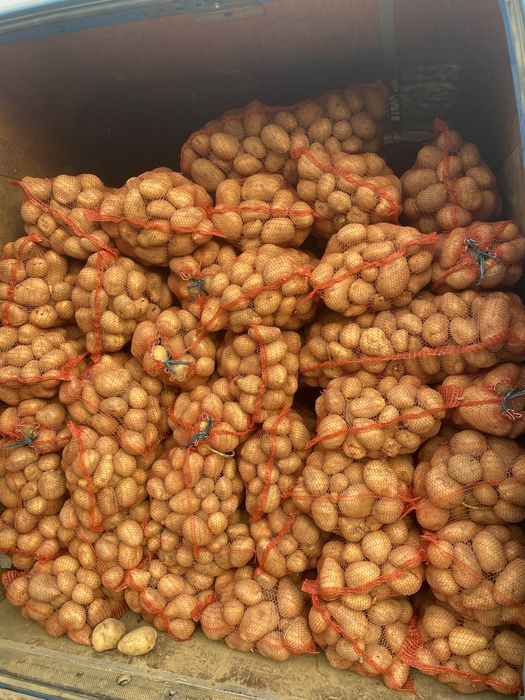 Продаєтся картопля