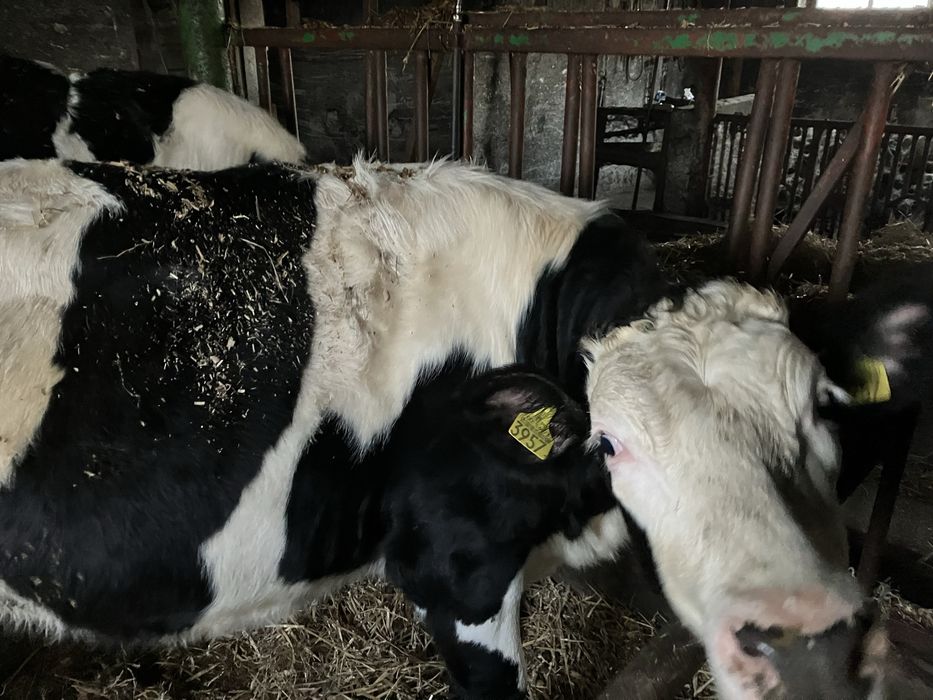 Jałówki mleczne HO x Montbeliarde