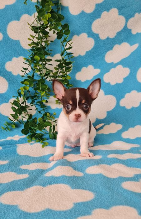 Estupendo Chihuahua/Chiuaua de Qualidade. Linhagem Russa