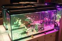 Taśma led RGB z pilotem do Tv akwarium na szafe łóżko. 5m