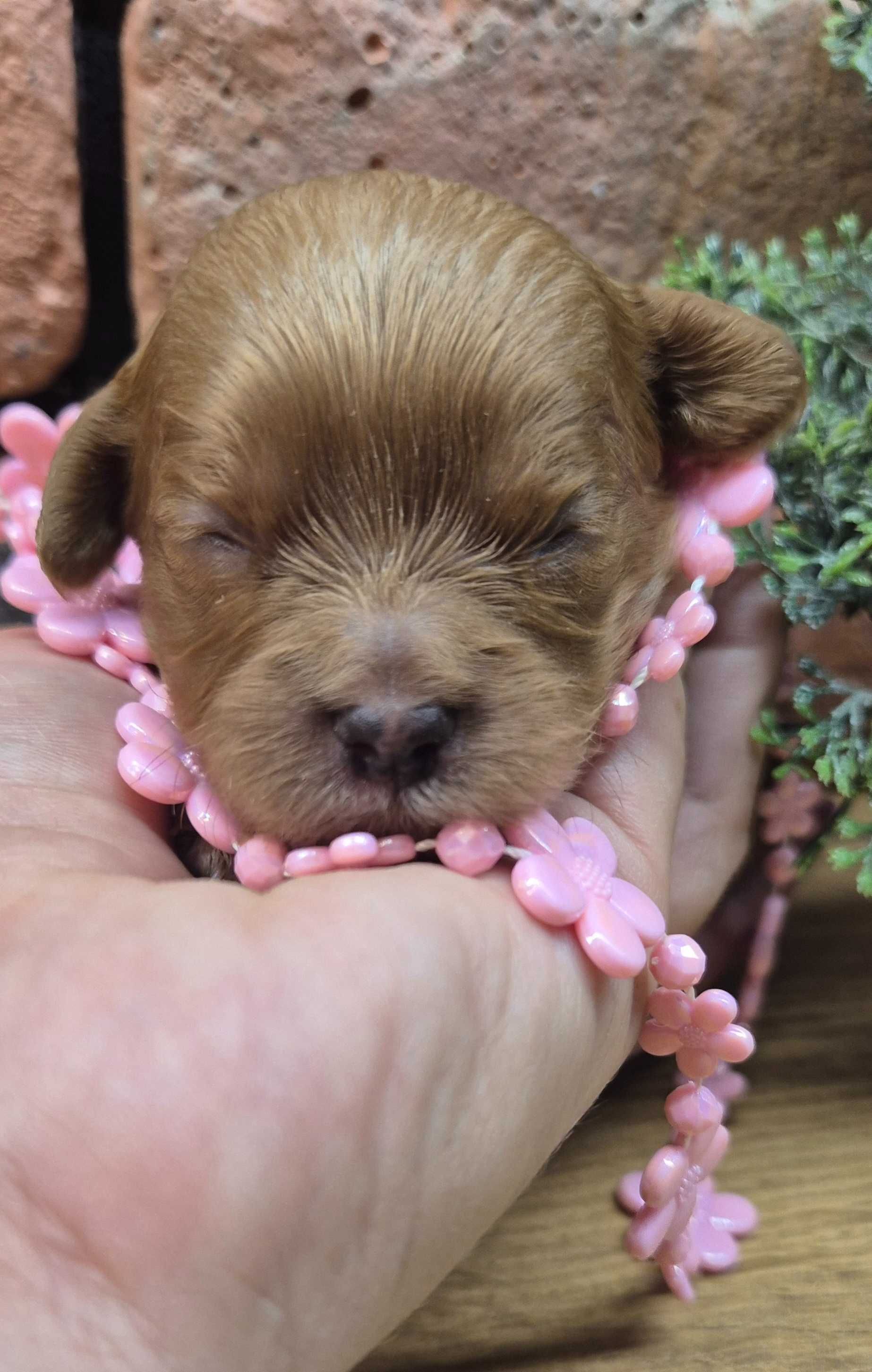 Cavapoo dziewczynka