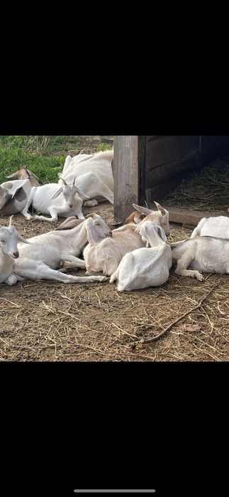 Продам Дійні кози