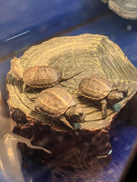 Malutkie żółwie wodno-lądowe: Chińskie, Hieroglifowe Zapraszamy