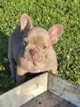 Buldog francuski
