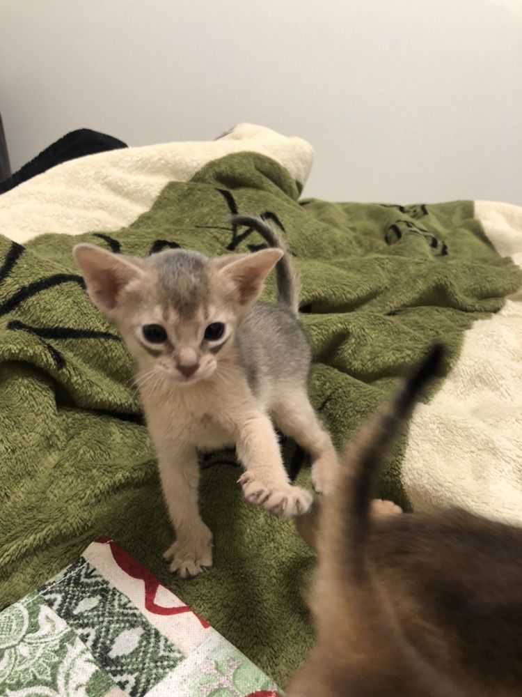 Абиссинские котята