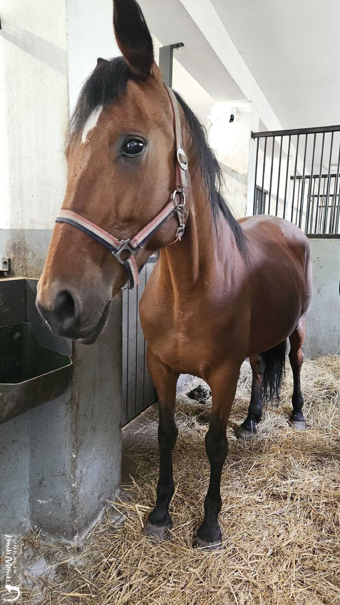 Malinka - 15 letnia klacz chodząca pod siodłem - do adopcji za darmo