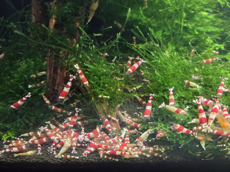 Krewetki crystal red