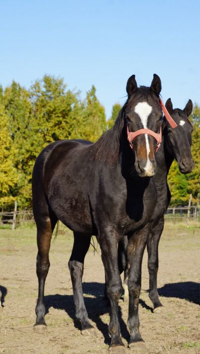 Wałaszek prawie 2 letni dotacyjny wielkopolski