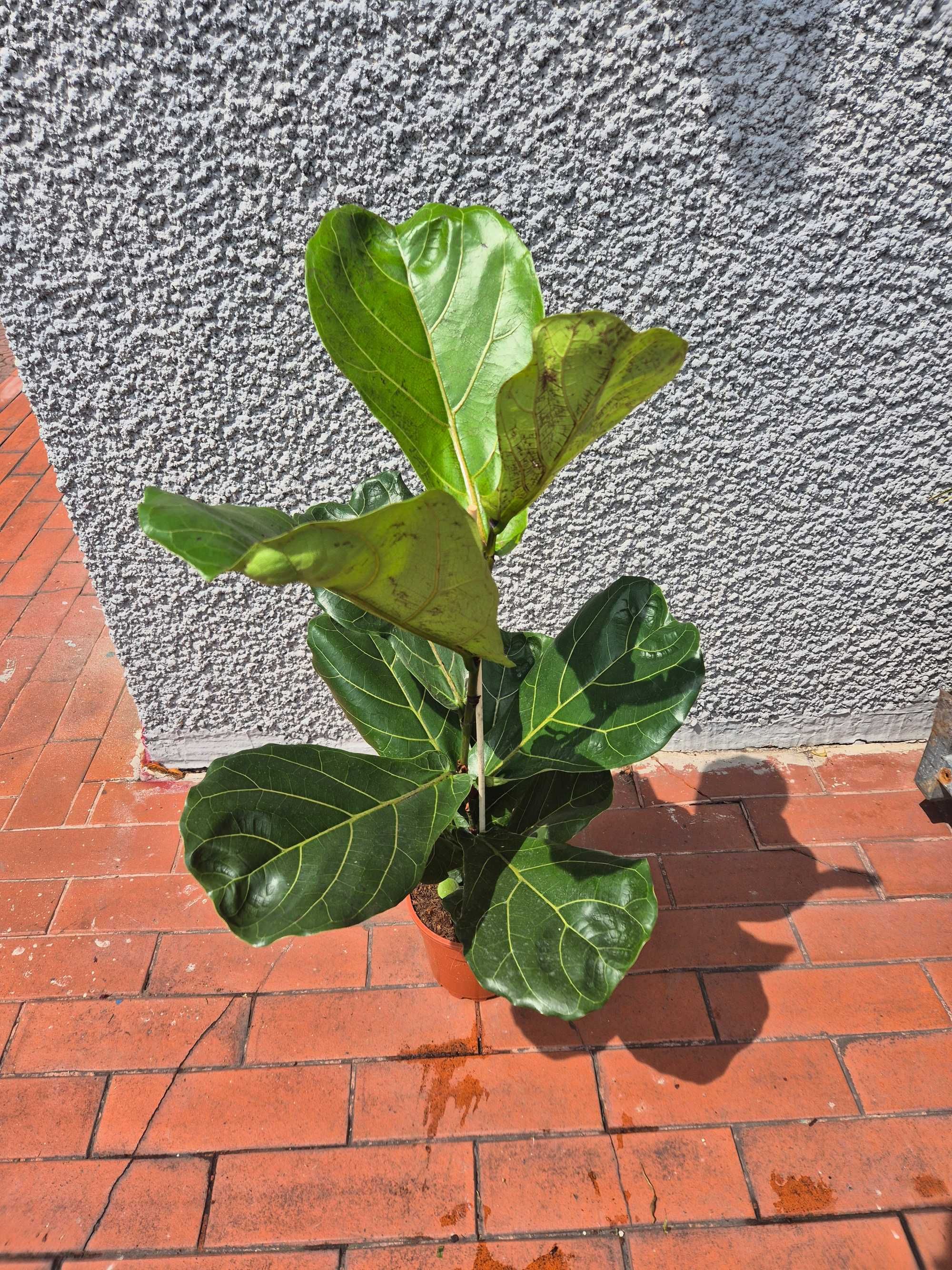 Fikus Lyrata dębolistny 85cm