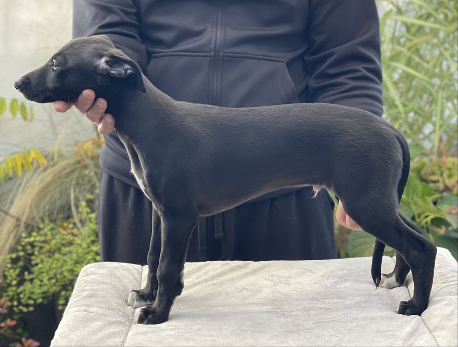 Whippet chart angielski ZKwP ekstra black color Revirado FCI