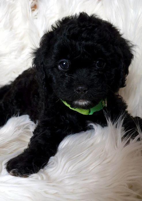 Czarny chłopiec Cavapoo f1