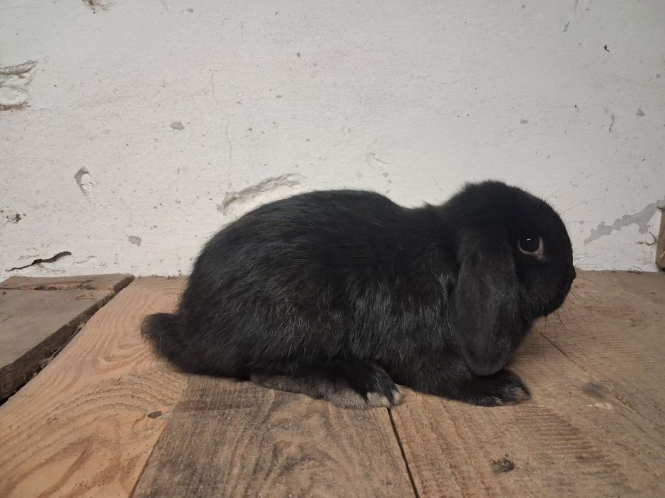 Baranek miniaturka niespokrewnionego para