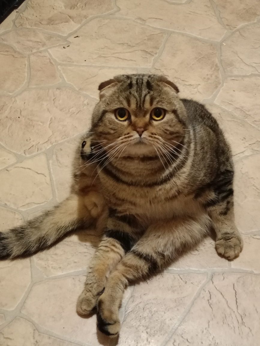 Вязка Scottish fold