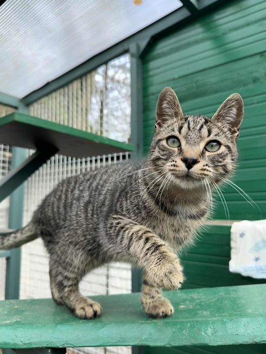 Przeuroczy Fionek poleca się do adopcji!