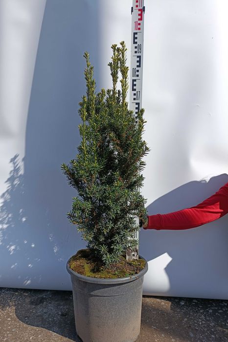 CIS - Taxus media Hillii Co20 litrów (80 - 100cm)