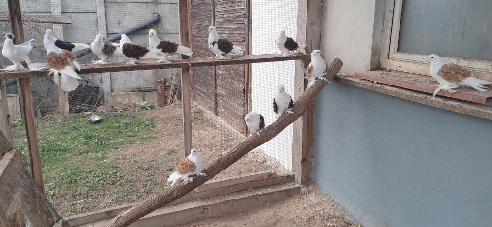 Gołębie ozdobne loczki tarczowe