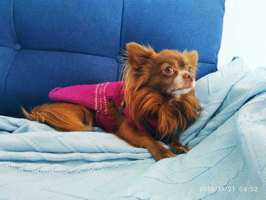 Вязка чихуахуа,,.