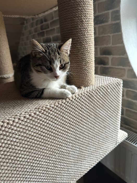 Кошечка 3,5 мес срочно ищет дом! Котенок, котик отдам