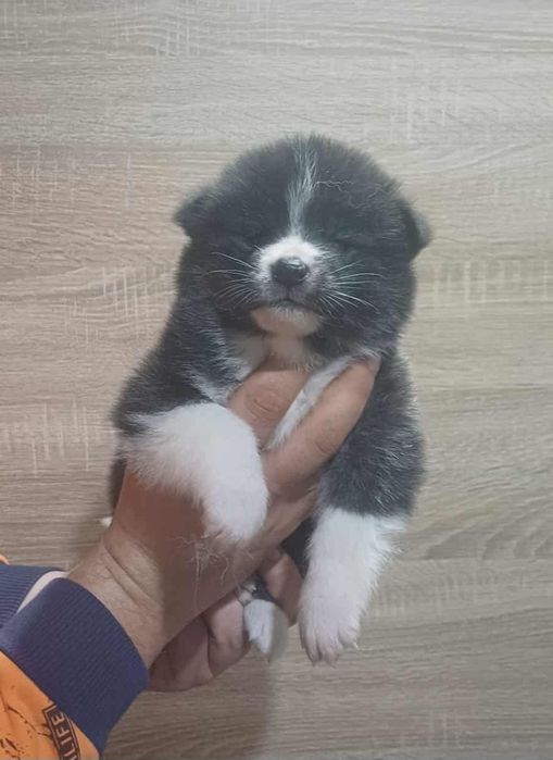 Akita Inu Szczeniaki