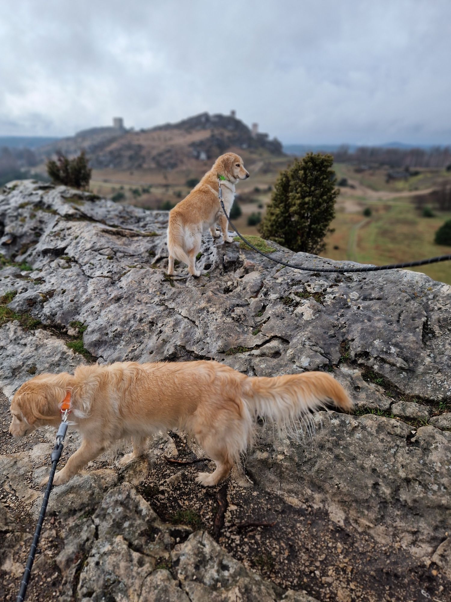 Nelly suczka goberian do adopcji golden husky