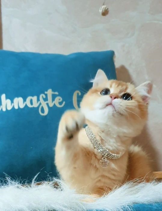 Золотая британская шиншилла ny12