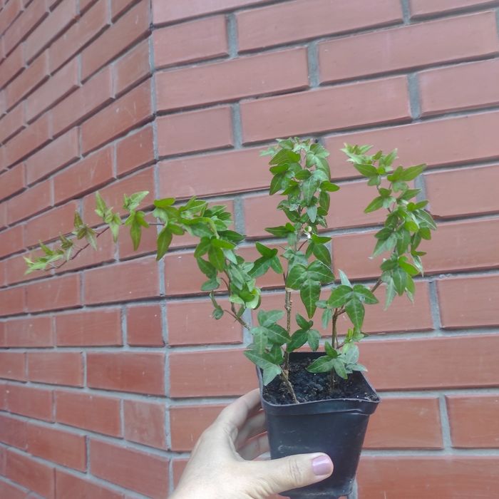 Плющ кімнатний та вуличний 12 сортів