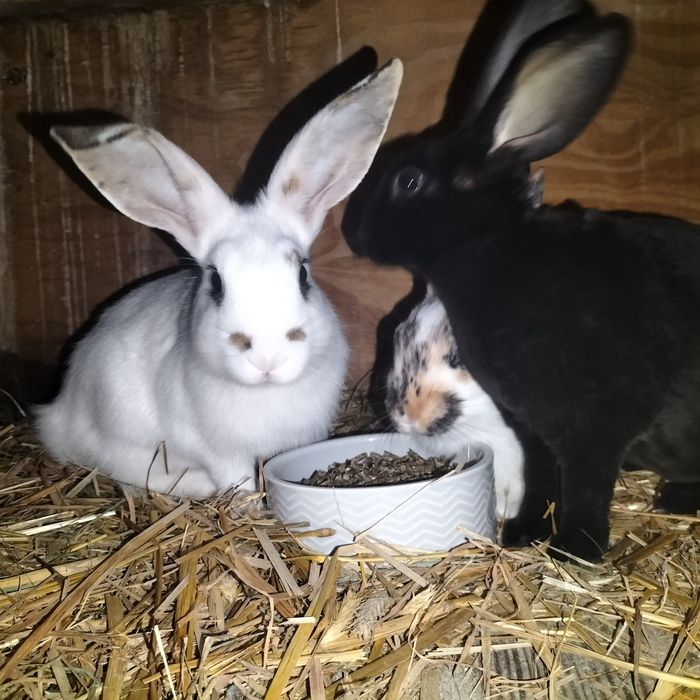 Króliki miniaturki rex trójbarwny