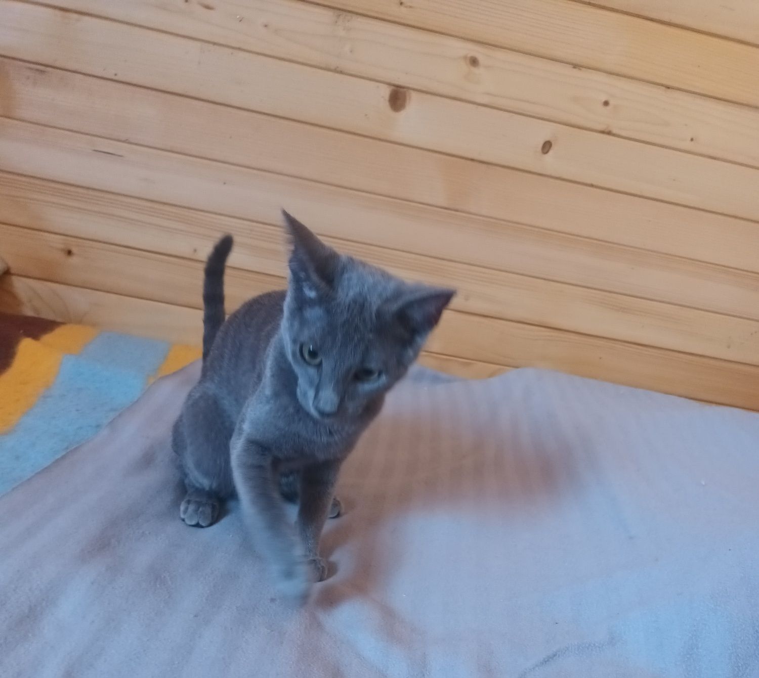 Kotek rosyjski niebieski