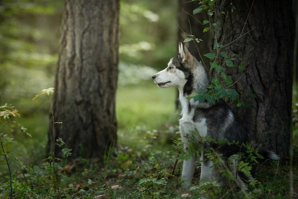 Hodor 5-miesięczny szczeniak husky szuka aktywnego domu