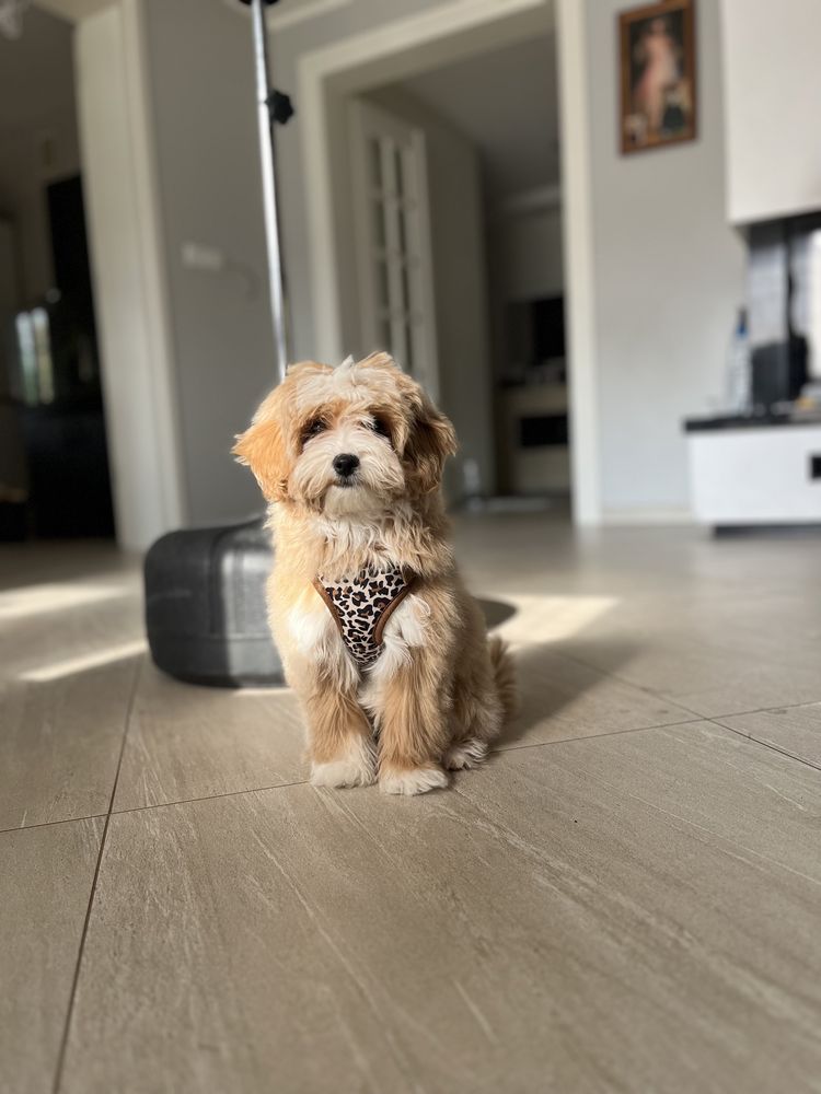 Piesek maltipoo maltańczyk pudel toy czerwony
