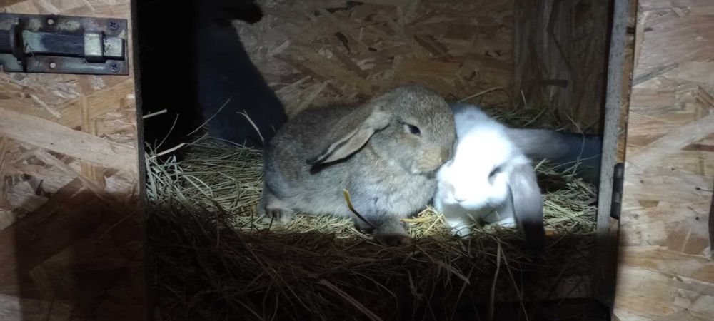 króliki małe  mieszanka barana francuskiego