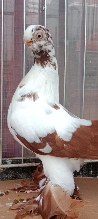 Gołębie ozdobne motyl warszawski czerwony samica 24