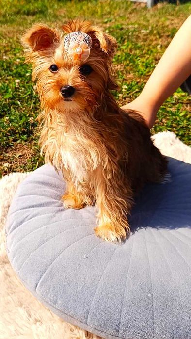 Yorkshire terrier