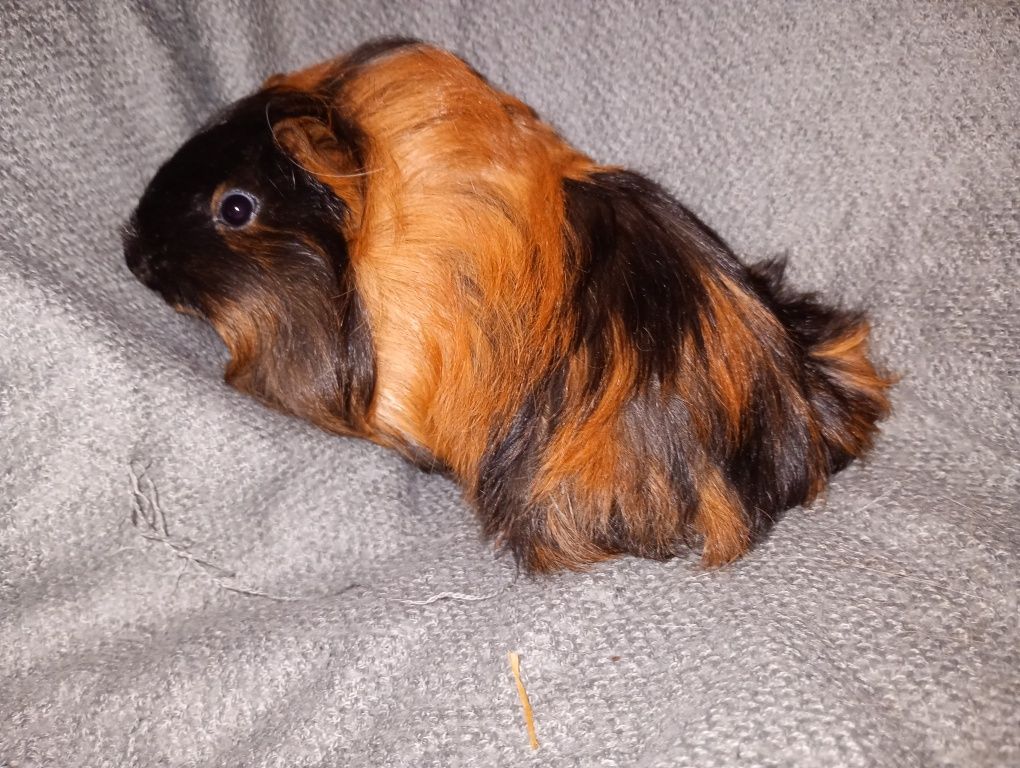 SHELTIE samiczka długowłosa młoda świnka morska