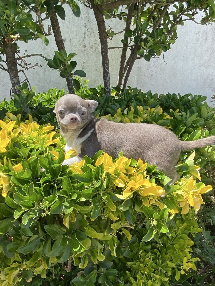Chihuahua. macho super top